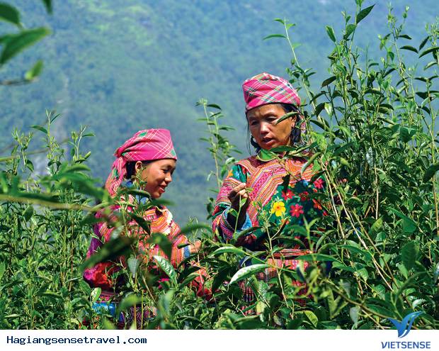 Chè San Tuyết Hà Giang - Ảnh 1 Chè San Tuyết Hà Giang - Ảnh 1
