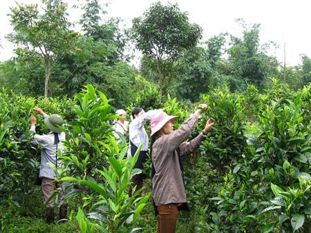 Chè San Tuyết Hà Giang - Ảnh 2 Chè San Tuyết Hà Giang - Ảnh 2