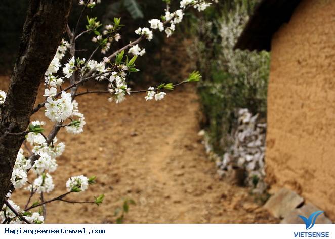 Chùm Ảnh Mùa Xuân Trên Cao Nguyên Đá - Ảnh 7 Chùm Ảnh Mùa Xuân Trên Cao Nguyên Đá - Ảnh 7