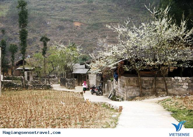 Chùm Ảnh Mùa Xuân Trên Cao Nguyên Đá - Ảnh 9 Chùm Ảnh Mùa Xuân Trên Cao Nguyên Đá - Ảnh 9