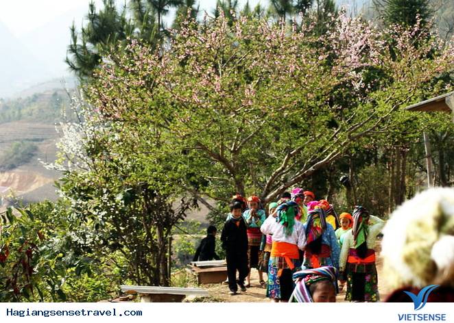 Chùm Ảnh Mùa Xuân Trên Cao Nguyên Đá - Ảnh 13 Chùm Ảnh Mùa Xuân Trên Cao Nguyên Đá - Ảnh 13