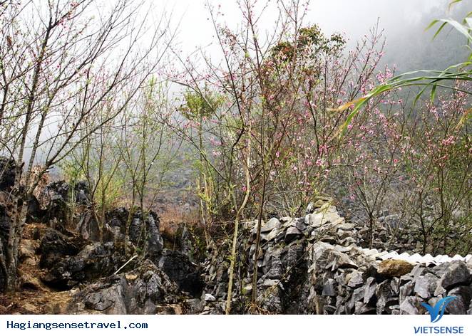 Chùm Ảnh Mùa Xuân Trên Cao Nguyên Đá - Ảnh 5 Chùm Ảnh Mùa Xuân Trên Cao Nguyên Đá - Ảnh 5