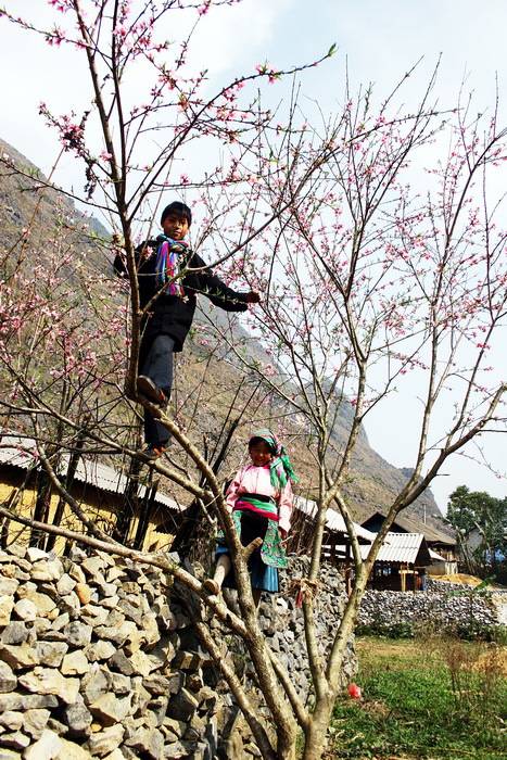 Chùm Ảnh Mùa Xuân Trên Cao Nguyên Đá - Ảnh 4 Chùm Ảnh Mùa Xuân Trên Cao Nguyên Đá - Ảnh 4