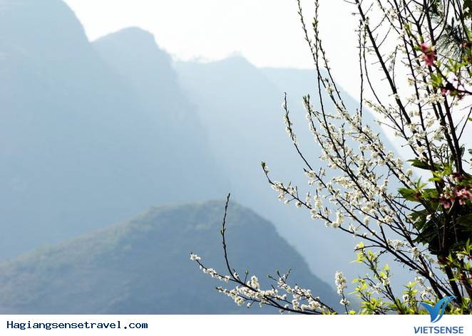 Chùm Ảnh Mùa Xuân Trên Cao Nguyên Đá - Ảnh 3 Chùm Ảnh Mùa Xuân Trên Cao Nguyên Đá - Ảnh 3