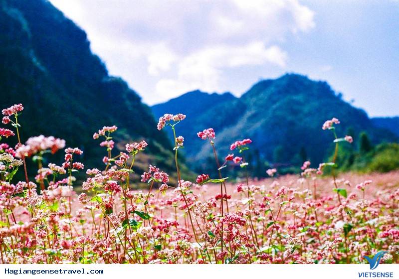 Có Một Hà Giang Đẹp Quyến Rũ Suốt 4 Mùa - Ảnh 8 Có Một Hà Giang Đẹp Quyến Rũ Suốt 4 Mùa - Ảnh 8