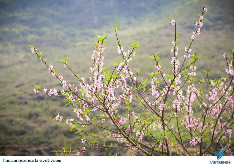 Có Một Hà Giang Đẹp Quyến Rũ Suốt 4 Mùa - Ảnh 2 Có Một Hà Giang Đẹp Quyến Rũ Suốt 4 Mùa - Ảnh 2