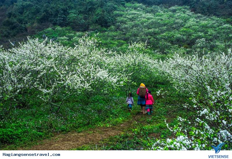 Có Một Hà Giang Đẹp Quyến Rũ Suốt 4 Mùa - Ảnh 1 Có Một Hà Giang Đẹp Quyến Rũ Suốt 4 Mùa - Ảnh 1