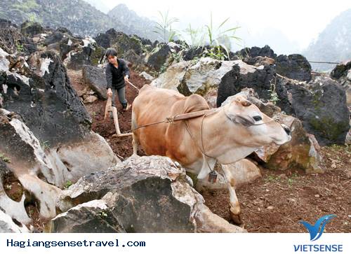 Công Nghệ Đúc Lưỡi Cày Của Người Mông - Ảnh 13 Công Nghệ Đúc Lưỡi Cày Của Người Mông - Ảnh 13