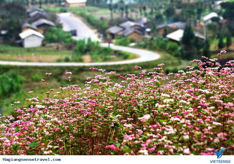 Đá Nở Hoa Nơi Thung Lũng Sủng Là - Ảnh 1 Đá Nở Hoa Nơi Thung Lũng Sủng Là - Ảnh 1