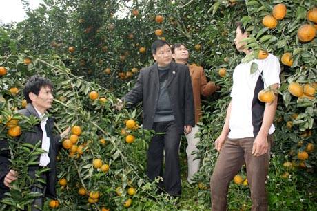 Đặc Sản Cam Sành Bắc Quang - Ảnh 1 Đặc Sản Cam Sành Bắc Quang - Ảnh 1