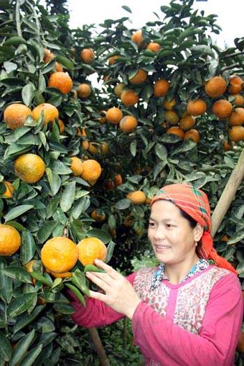 Đặc Sản Cam Sành Bắc Quang - Ảnh 4 Đặc Sản Cam Sành Bắc Quang - Ảnh 4