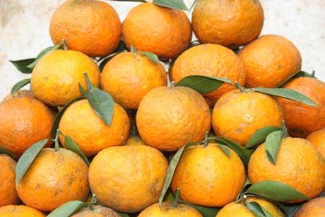 Đặc Sản Cam Sành Bắc Quang - Ảnh 5 Đặc Sản Cam Sành Bắc Quang - Ảnh 5