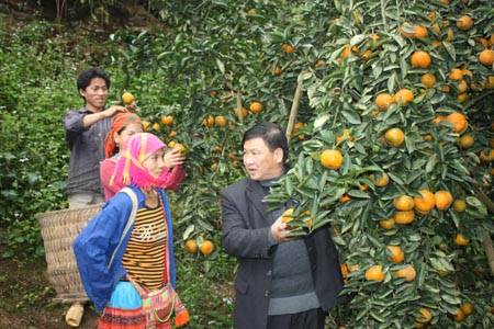 Đặc Sản Cam Sành Bắc Quang - Ảnh 3 Đặc Sản Cam Sành Bắc Quang - Ảnh 3