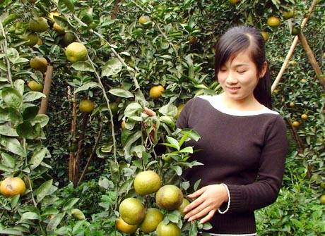 Đặc Sản Cam Sành Bắc Quang - Ảnh 6 Đặc Sản Cam Sành Bắc Quang - Ảnh 6