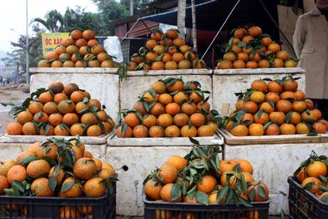 Đặc Sản Cam Sành Bắc Quang - Ảnh 7 Đặc Sản Cam Sành Bắc Quang - Ảnh 7