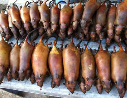 Món thịt chuột – Đặc sản của người La Chí của Hoàng Su Phì