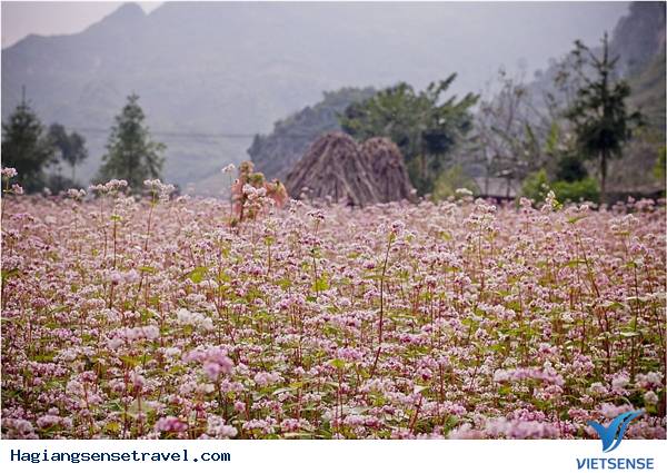 Đắm Mình Vào Vẻ Đẹp Say Lòng Người Ở Hà Giang - Ảnh 1