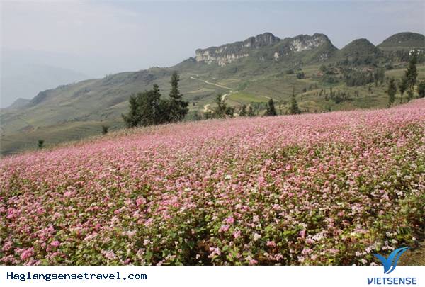 Đắm Mình Vào Vẻ Đẹp Say Lòng Người Ở Hà Giang - Ảnh 11