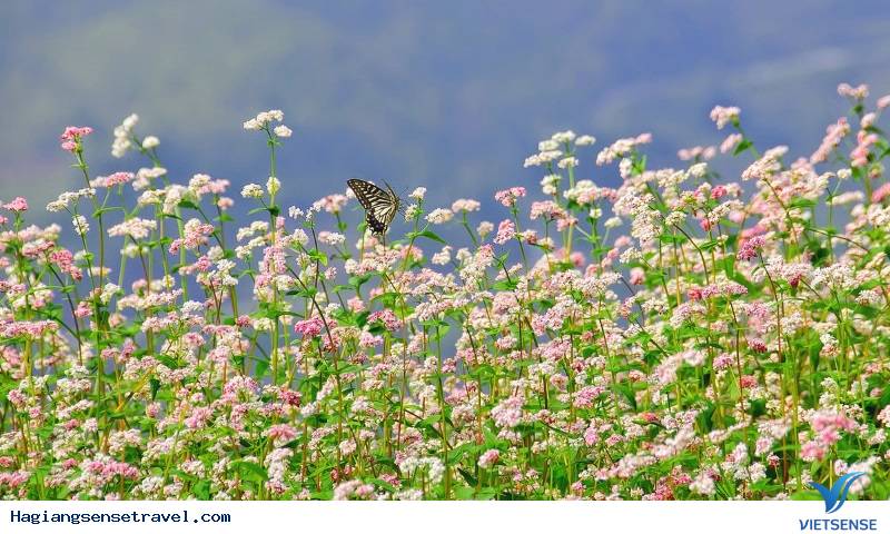 Đẹp Lịm Tim Mùa Hoa Tam Giác Mạch Tháng 10 Ở Hà Giang - Ảnh 5 Đẹp Lịm Tim Mùa Hoa Tam Giác Mạch Tháng 10 Ở Hà Giang - Ảnh 5