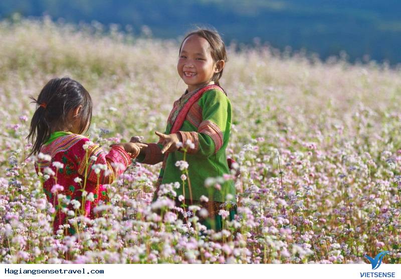 Đẹp Lịm Tim Mùa Hoa Tam Giác Mạch Tháng 10 Ở Hà Giang - Ảnh 1 Đẹp Lịm Tim Mùa Hoa Tam Giác Mạch Tháng 10 Ở Hà Giang - Ảnh 1