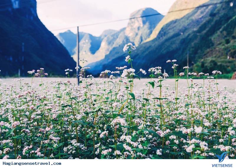 Đẹp Lịm Tim Mùa Hoa Tam Giác Mạch Tháng 10 Ở Hà Giang - Ảnh 4 Đẹp Lịm Tim Mùa Hoa Tam Giác Mạch Tháng 10 Ở Hà Giang - Ảnh 4