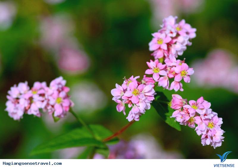 Đẹp Lịm Tim Mùa Hoa Tam Giác Mạch Tháng 10 Ở Hà Giang - Ảnh 3 Đẹp Lịm Tim Mùa Hoa Tam Giác Mạch Tháng 10 Ở Hà Giang - Ảnh 3