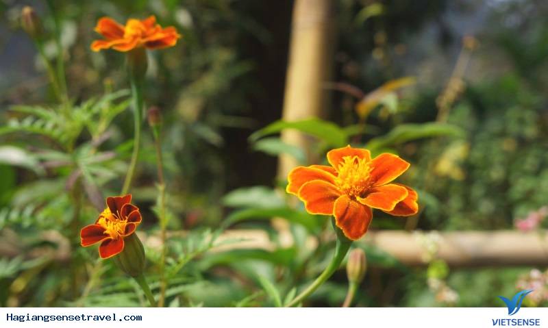 Đẹp Say Đắm Mùa Hoa Cúc Cam Nở Rộ Hà Giang - Ảnh 2 Đẹp Say Đắm Mùa Hoa Cúc Cam Nở Rộ Hà Giang - Ảnh 2