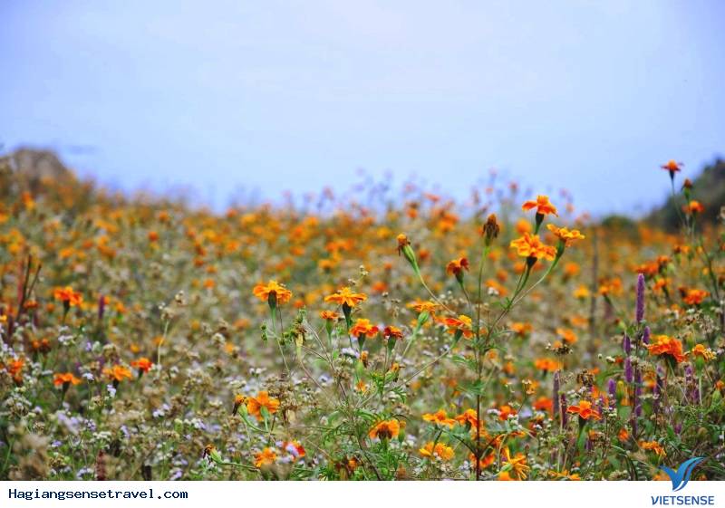 Đẹp Say Đắm Mùa Hoa Cúc Cam Nở Rộ Hà Giang - Ảnh 4 Đẹp Say Đắm Mùa Hoa Cúc Cam Nở Rộ Hà Giang - Ảnh 4