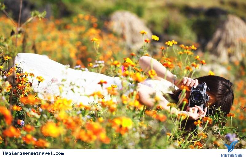 Đẹp Say Đắm Mùa Hoa Cúc Cam Nở Rộ Hà Giang - Ảnh 3 Đẹp Say Đắm Mùa Hoa Cúc Cam Nở Rộ Hà Giang - Ảnh 3