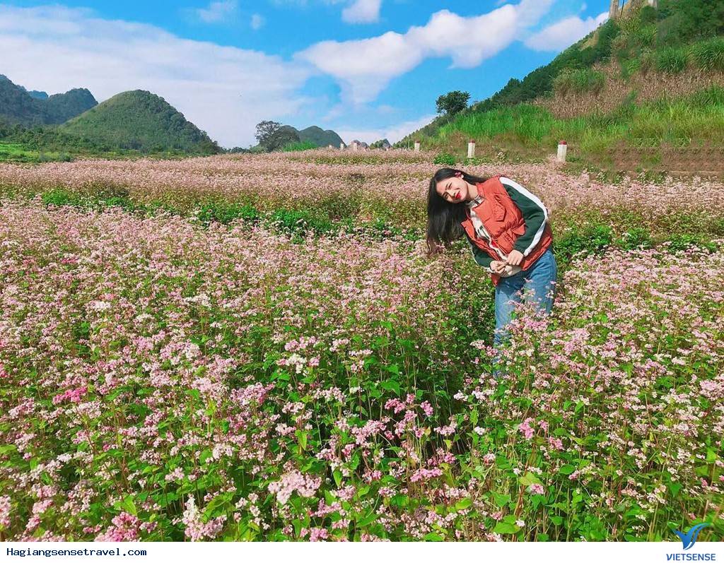 Đi Hà Giang Mùa Hoa Tam Giác Mạch Nên Check-in Ở Đâu Là Đẹp Nhất - Ảnh 22