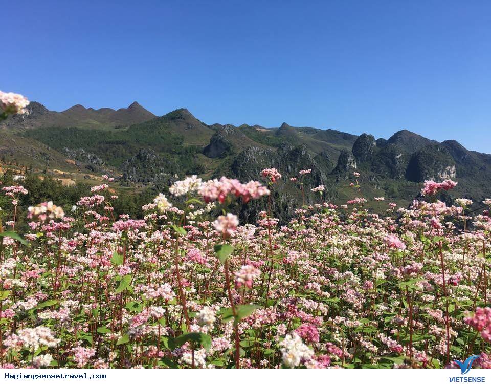 Đi Hà Giang Mùa Hoa Tam Giác Mạch Nên Check-in Ở Đâu Là Đẹp Nhất - Ảnh 15