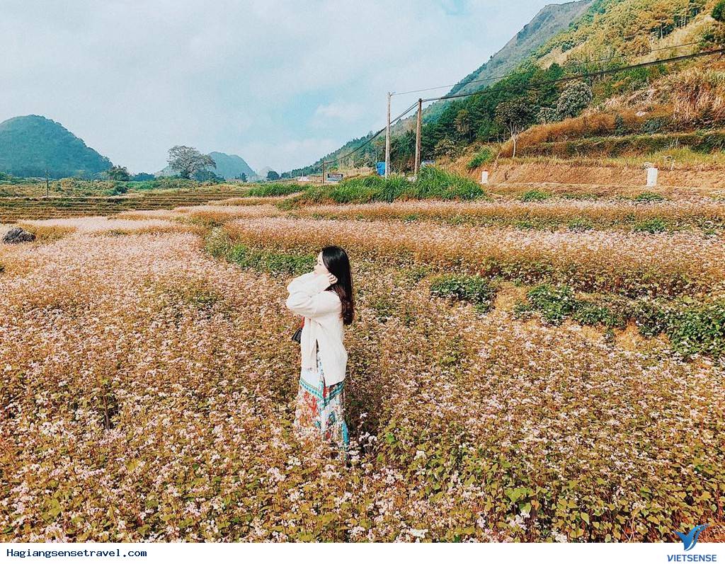 Đi Hà Giang Mùa Hoa Tam Giác Mạch Nên Check-in Ở Đâu Là Đẹp Nhất - Ảnh 7