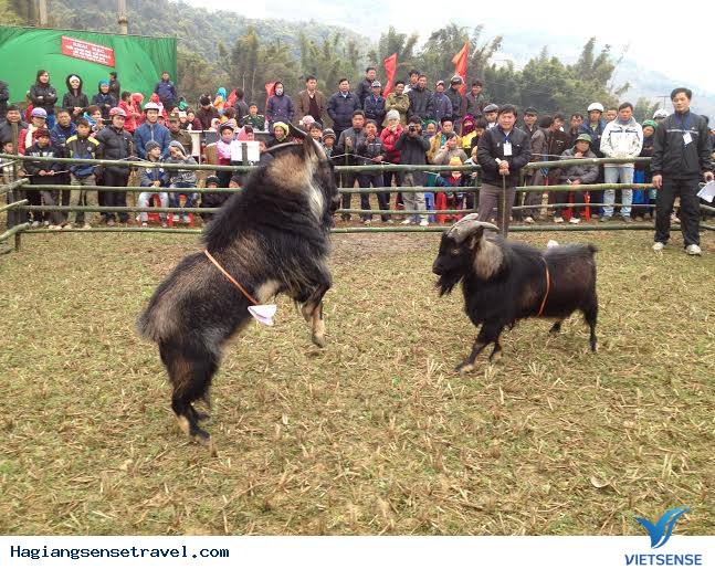 Độc Đáo Lễ Hội Chọi Dê Trên Cao Nguyên Đá - Ảnh 1 Độc Đáo Lễ Hội Chọi Dê Trên Cao Nguyên Đá - Ảnh 1