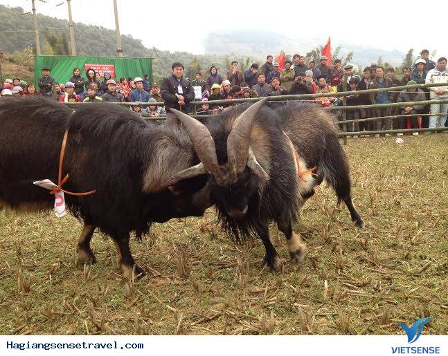Độc Đáo Lễ Hội Chọi Dê Trên Cao Nguyên Đá - Ảnh 2 Độc Đáo Lễ Hội Chọi Dê Trên Cao Nguyên Đá - Ảnh 2