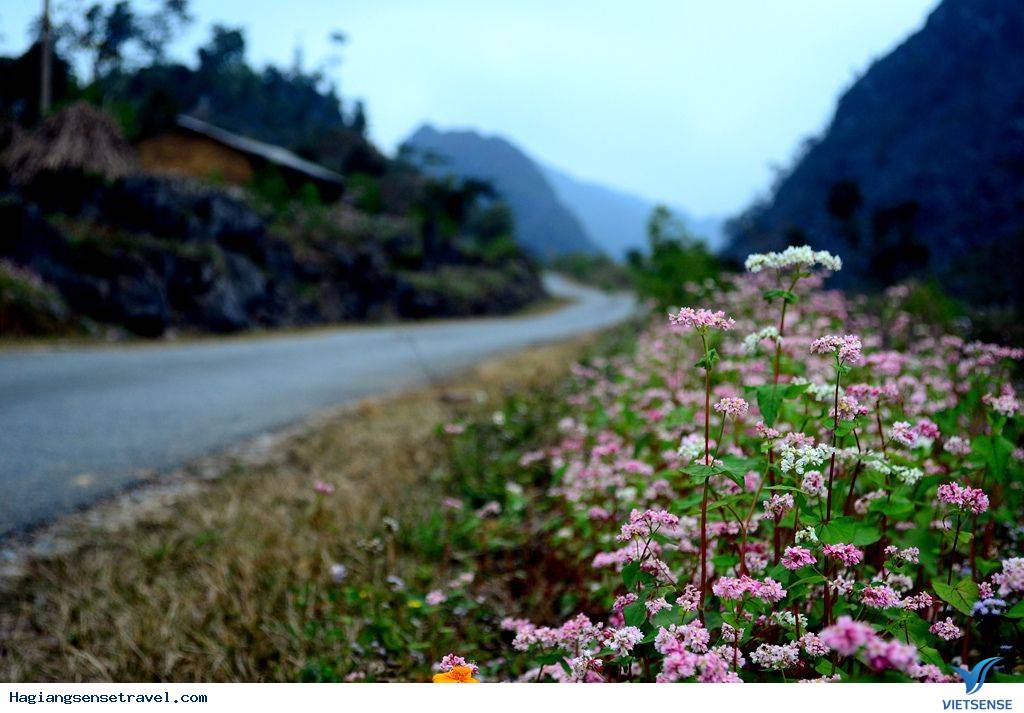 Dốc Thẩm Mã- Cung Đường Đẹp Nơi Địa Đầu Tổ Quốc - Ảnh 4