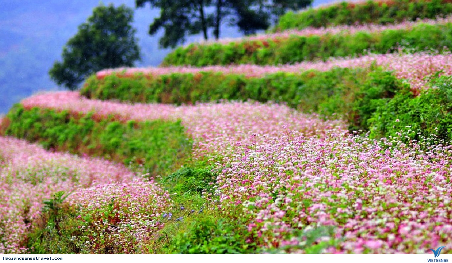 Đồi tam giác mạch ở Lũng Cáo