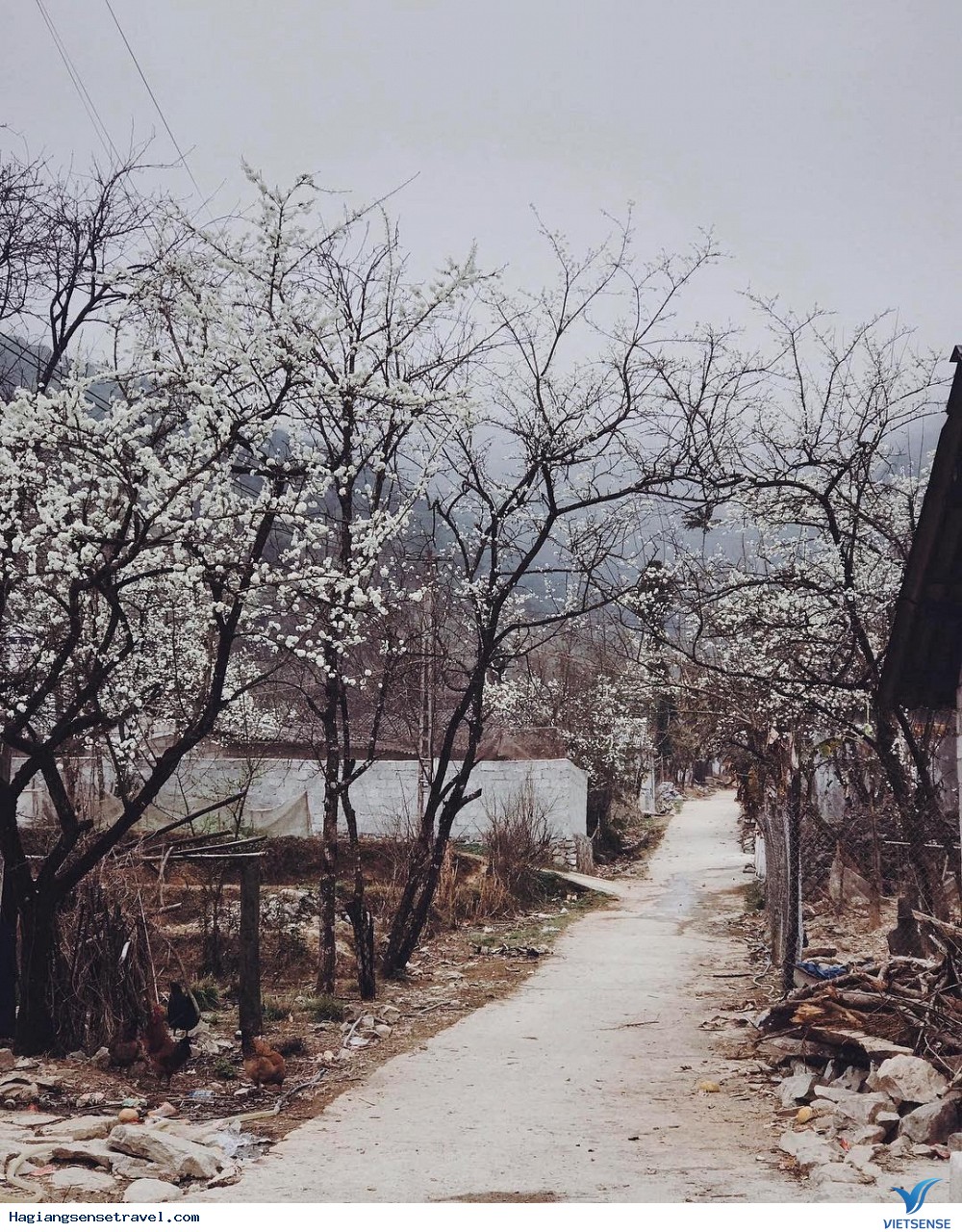 Đón Chờ Khoảnh Khắc Mùa Xuân Đang Về Trên Cao Nguyên Đá Hà Giang - Ảnh 3