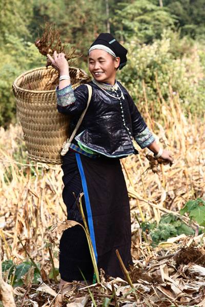 Dong Riềng Xín Mần Được Mùa, Được Giá - Ảnh 2 Dong Riềng Xín Mần Được Mùa, Được Giá - Ảnh 2