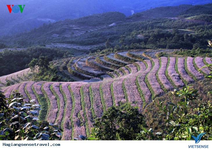 Đồng Văn Hoàn Tất Công Tác Chuẩn Bị Lễ Hội Hoa Tam Giác Mạch Lần Thứ Nhất Năm 2015 - Ảnh 2