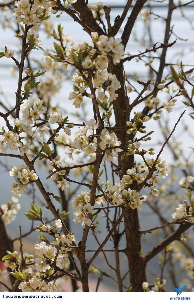 Đồng Văn Vào Mùa Hoa Đào - Ảnh 6 Đồng Văn Vào Mùa Hoa Đào - Ảnh 6