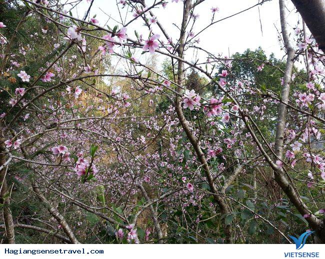 Đồng Văn Vào Mùa Hoa Đào - Ảnh 9 Đồng Văn Vào Mùa Hoa Đào - Ảnh 9