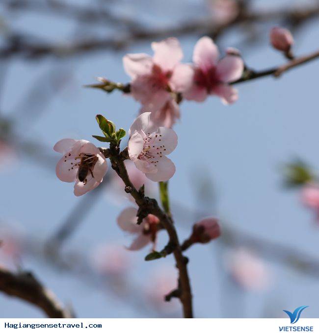 Đồng Văn Vào Mùa Hoa Đào - Ảnh 1 Đồng Văn Vào Mùa Hoa Đào - Ảnh 1