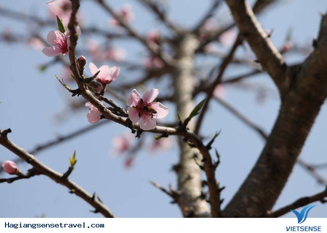 Đồng Văn Vào Mùa Hoa Đào - Ảnh 3 Đồng Văn Vào Mùa Hoa Đào - Ảnh 3