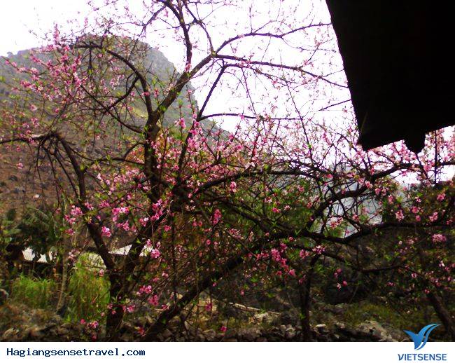 Đồng Văn Vào Mùa Hoa Đào - Ảnh 7 Đồng Văn Vào Mùa Hoa Đào - Ảnh 7