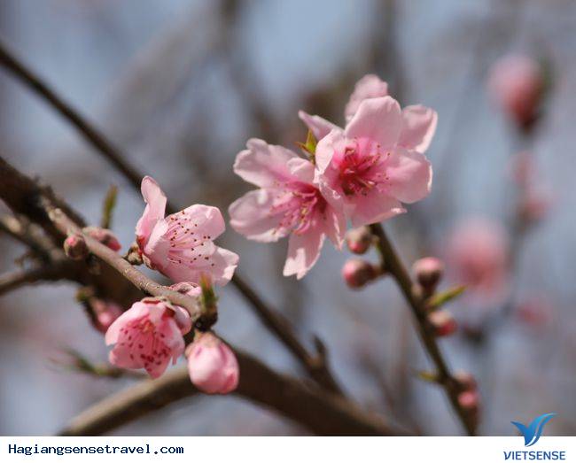 Đồng Văn Vào Mùa Hoa Đào - Ảnh 2 Đồng Văn Vào Mùa Hoa Đào - Ảnh 2