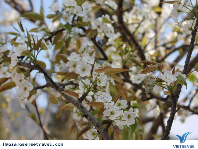 Đồng Văn Vào Mùa Hoa Đào - Ảnh 12 Đồng Văn Vào Mùa Hoa Đào - Ảnh 12