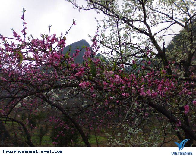 Đồng Văn Vào Mùa Hoa Đào - Ảnh 5 Đồng Văn Vào Mùa Hoa Đào - Ảnh 5