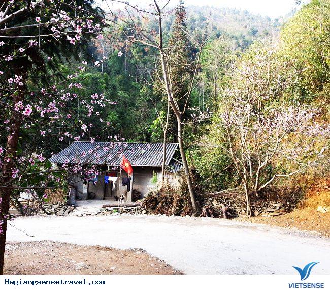 Đồng Văn Vào Mùa Hoa Đào - Ảnh 10 Đồng Văn Vào Mùa Hoa Đào - Ảnh 10