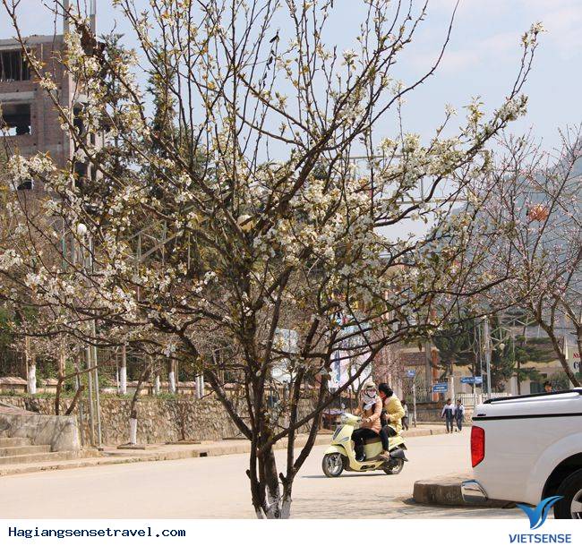 Đồng Văn Vào Mùa Hoa Đào - Ảnh 13 Đồng Văn Vào Mùa Hoa Đào - Ảnh 13