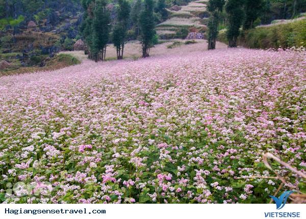 Lễ Hội Hoa Tam Giác Mạch Ở Đồng Văn Lễ Hội Hoa Tam Giác Mạch Ở Đồng Văn